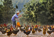 Un nuevo estudio constata la necesidad de priorizar mejor el tema de juventud rural en las agendas políticas
