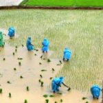 LES ORGANISATIONS DE L’AGRICULTURE FAMILIALE SE PREPARENT POUR LE DEBUT DE LA DECENNIE