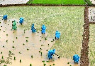 Las organizaciones de agricultura familiar se preparan para el inicio del decenio