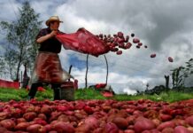 Los comités nacionales de la agricultura familiar de Indonesia y Colombia logran la aprobación de importantes regulaciones a favor de la agricultura familiar