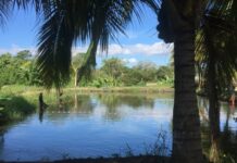 Propuestas de las organizaciones de agricultura familiar para el plan de acción del decenio para la agricultura familiar