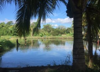 Propuestas de las organizaciones de agricultura familiar para el plan de acción del decenio para la agricultura familiar