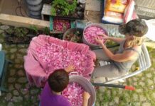 EL DECENIO DE LA AGRICULTURA FAMILIAR COMO HERRAMIENTA PARA EL EMPODERAMIENTO ECONÓMICO Y POLÍTICO DE LAS MUJERES RURALES