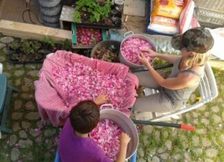 El relevo generacional en la Agricultura Familiar es clave para erradicar la pobreza