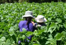 La Asamblea General de las Naciones Unidas discutirá la Declaración de la Década de la Agricultura Familiar