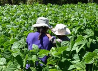 La Asamblea General de las Naciones Unidas discutirá la Declaración de la Década de la Agricultura Familiar