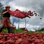 NOUS AVONS BESOIN DE MEILLEURES POLITIQUES PUBLIQUES POUR L’AGRICULTURE FAMILIALE!