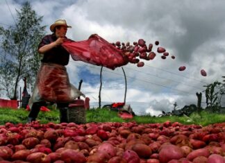 ¡SE NECESITAN MEJORES POLÍTICAS PÚBLICAS PARA LA AGRICULTURA FAMILIAR!