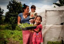 Se crea un fondo para apoyar las acciones de Comités Nacionales de Agricultura Familiar