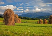 AIAF+10. EL COMPROMISO CON LA AGRICULTURA FAMILIAR CONTINÚA