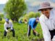 Family farming and the sustainable development agenda