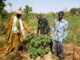 GROWING THE FUTURE OF FAMILY FARMING IN AFRICA