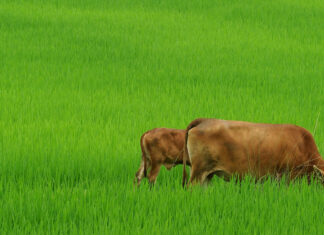 ORGANIZACIONES AGRARIAS Y DE LA SOCIEDAD CIVIL DE TODOS LOS CONTINENTES URGEN ACELERAR LA IMPLEMENTACIÓN DEL DECENIO DE LA AGRICULTURA FAMILIAR