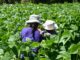 HIGH LEVEL SIDE EVENT ON FAMILY FARMING DURING THE NEXT SESSION OF THE COMMITTEE ON WORLD FOOD SECURITY