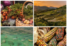 National and Regional Action Plans for Family Farming: progress in the implementation of the UNDFF 2019-2028