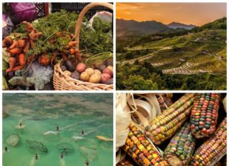 National and Regional Action Plans for Family Farming: progress in the implementation of the UNDFF 2019-2028