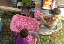 ESTADO DE PROGRESO EN EL DESARROLLO DE PLANES DE ACCIÓN NACIONALES Y REGIONALES/SUBREGIONALES DEL DNUAF 2019-2028