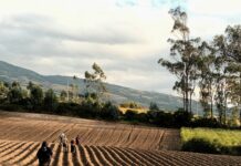 ABIERTA LA 5ª CONVOCATORIA DEL FONDO DE APOYO A LOS COMITÉS NACIONALES DE LA AGRICULTURA FAMILIAR