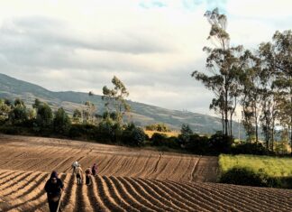 ABIERTA LA 5ª CONVOCATORIA DEL FONDO DE APOYO A LOS COMITÉS NACIONALES DE LA AGRICULTURA FAMILIAR