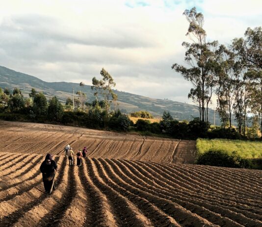 ABIERTA LA 5ª CONVOCATORIA DEL FONDO DE APOYO A LOS COMITÉS NACIONALES DE LA AGRICULTURA FAMILIAR