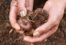 12 PROPUESTAS SELECCIONADAS EN LA 5ª EDICIÓN DEL FONDO DE APOYO A LOS COMITÉS NACIONALES DE LA AGRICULTURA FAMILIAR