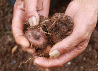 12 PROPOSALS SELECTED IN THE 5TH EDITION OF THE CHALLENGE FUND FOR NATIONAL COMMITTEES OF FAMILY FARMING