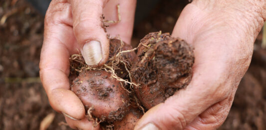 12 PROPOSITIONS SÉLECTIONNÉES LORS DE LA 5e ÉDITION DU FONDS DE SOUTIEN AUX COMITÉS NATIONAUX DE L’AGRICULTURE FAMILIALE